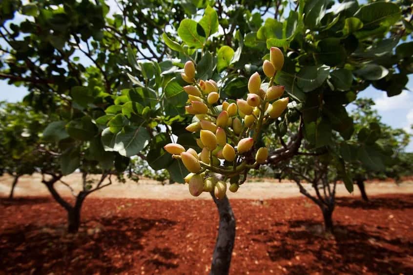 Skąd pochodzą pistacje? Fascynująca historia i ich korzenie