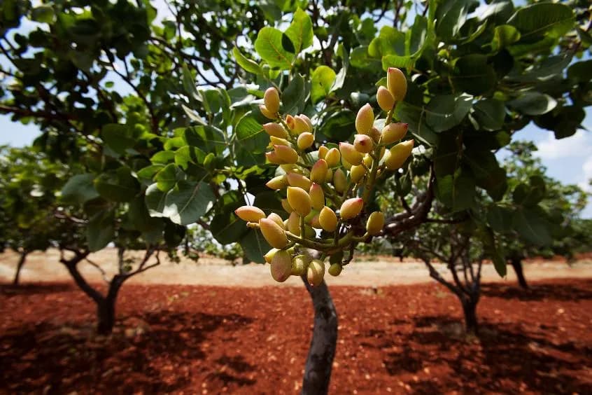Skąd pochodzą pistacje? Fascynująca historia i ich korzenie