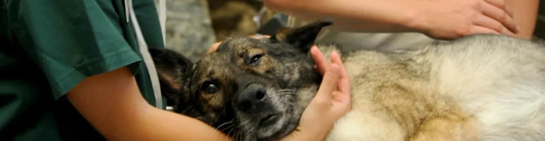 Ile zarabia weterynarz w Polsce? Zaskakujące fakty o pensjach