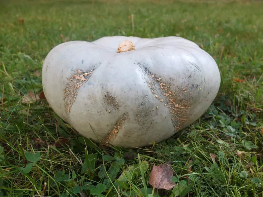 Skąd pochodzi dynia? Fascynująca historia i tajemnice jej uprawy